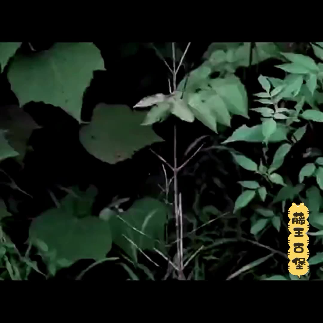 CORA HAWAII REGENCY Rattan Sofa Chair Premium Coastal Island Living Rattan ( 2 Color )